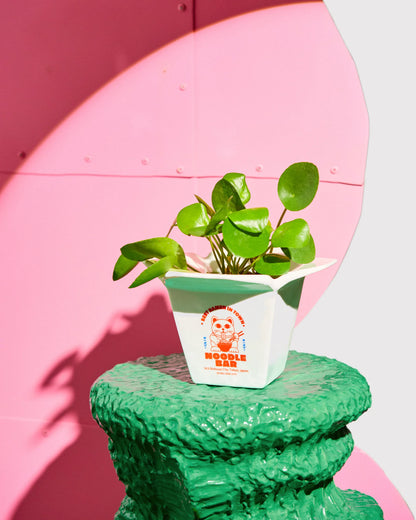 Cache pot / Vase Ramen